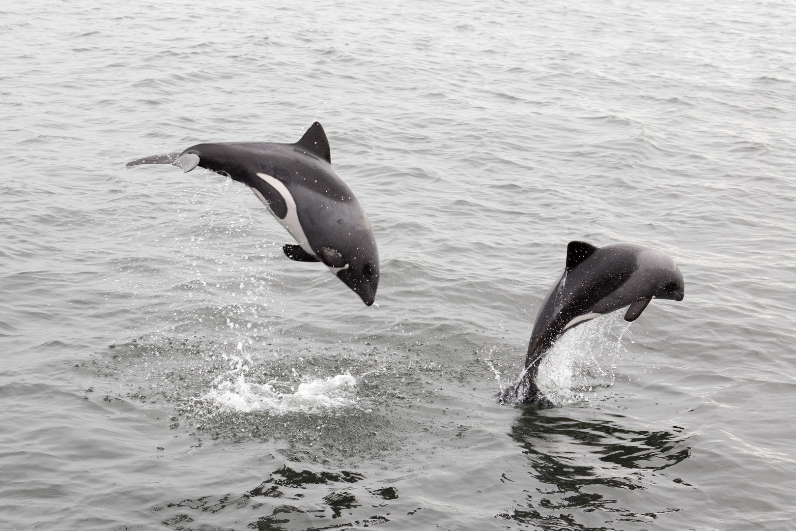 Heaviside-Delfin, Walvis Bay, Namibia