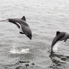 Heaviside-Delfin, Walvis Bay, Namibia