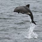 Heaviside's dolphin, South African dolphin, Benguela dolphin