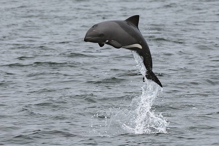 Heaviside's dolphin, South African dolphin, Benguela dolphin