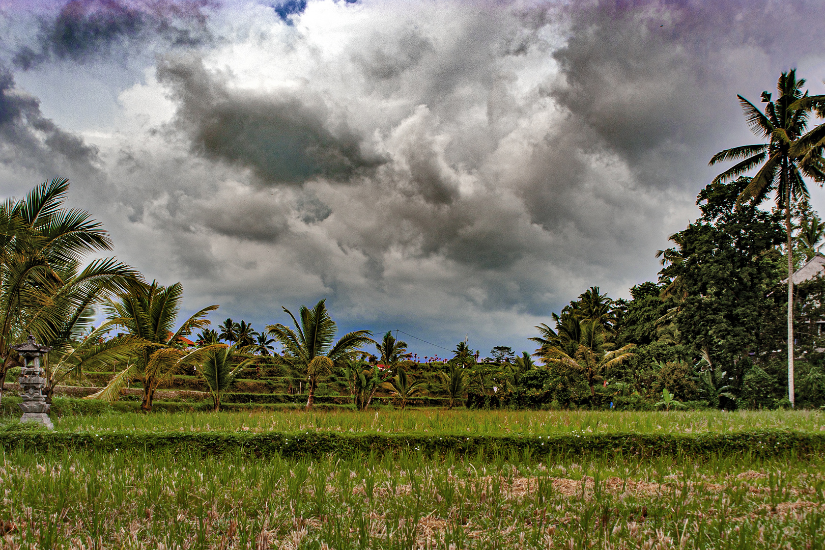 Heavy clouds over the paddy field