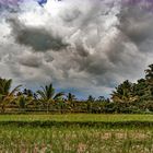 Heavy clouds over the paddy field