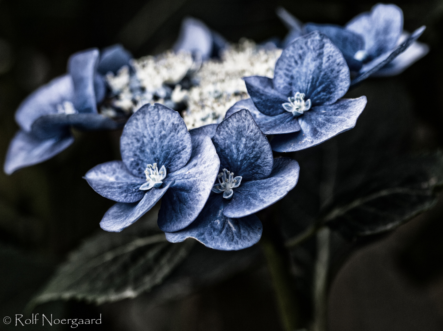 Heavy Metal Hortensia