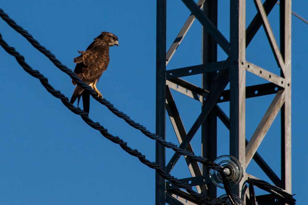 heavy on wire