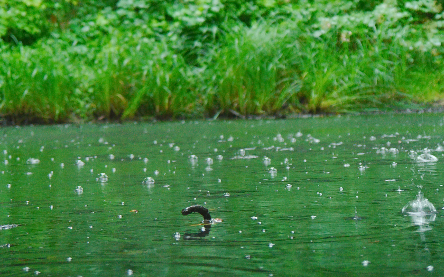 Heavy rain im Teich