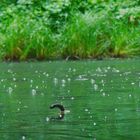 Heavy rain im Teich