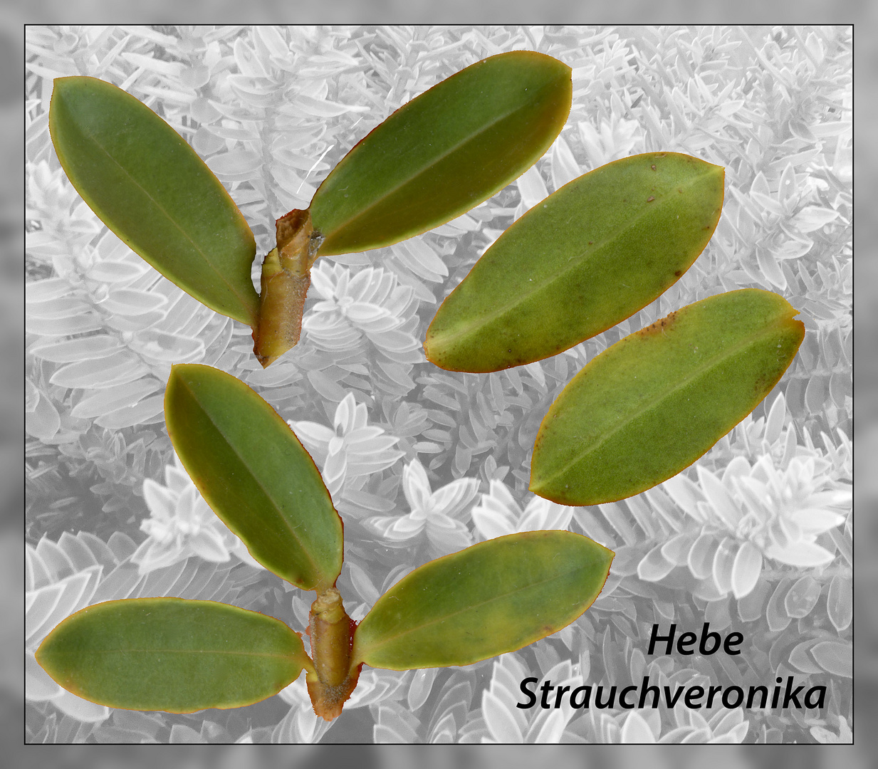 hebe veronica   Strauchveronika