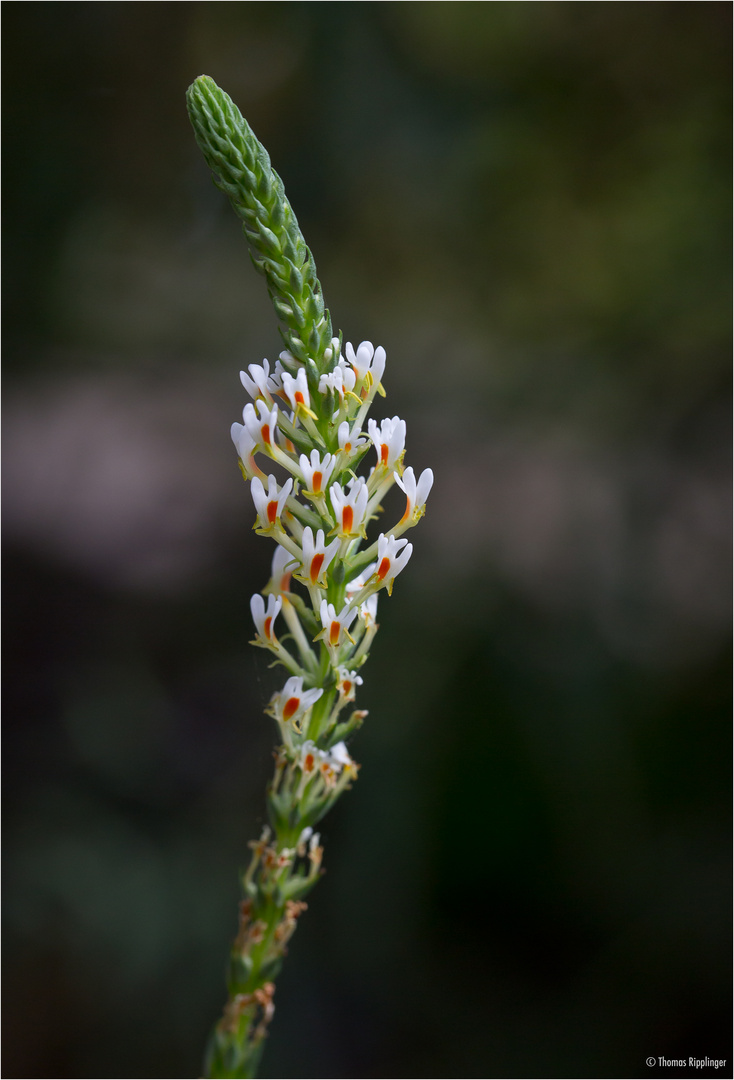 Hebenstretia Angolensis