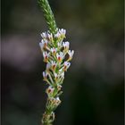 Hebenstretia Angolensis