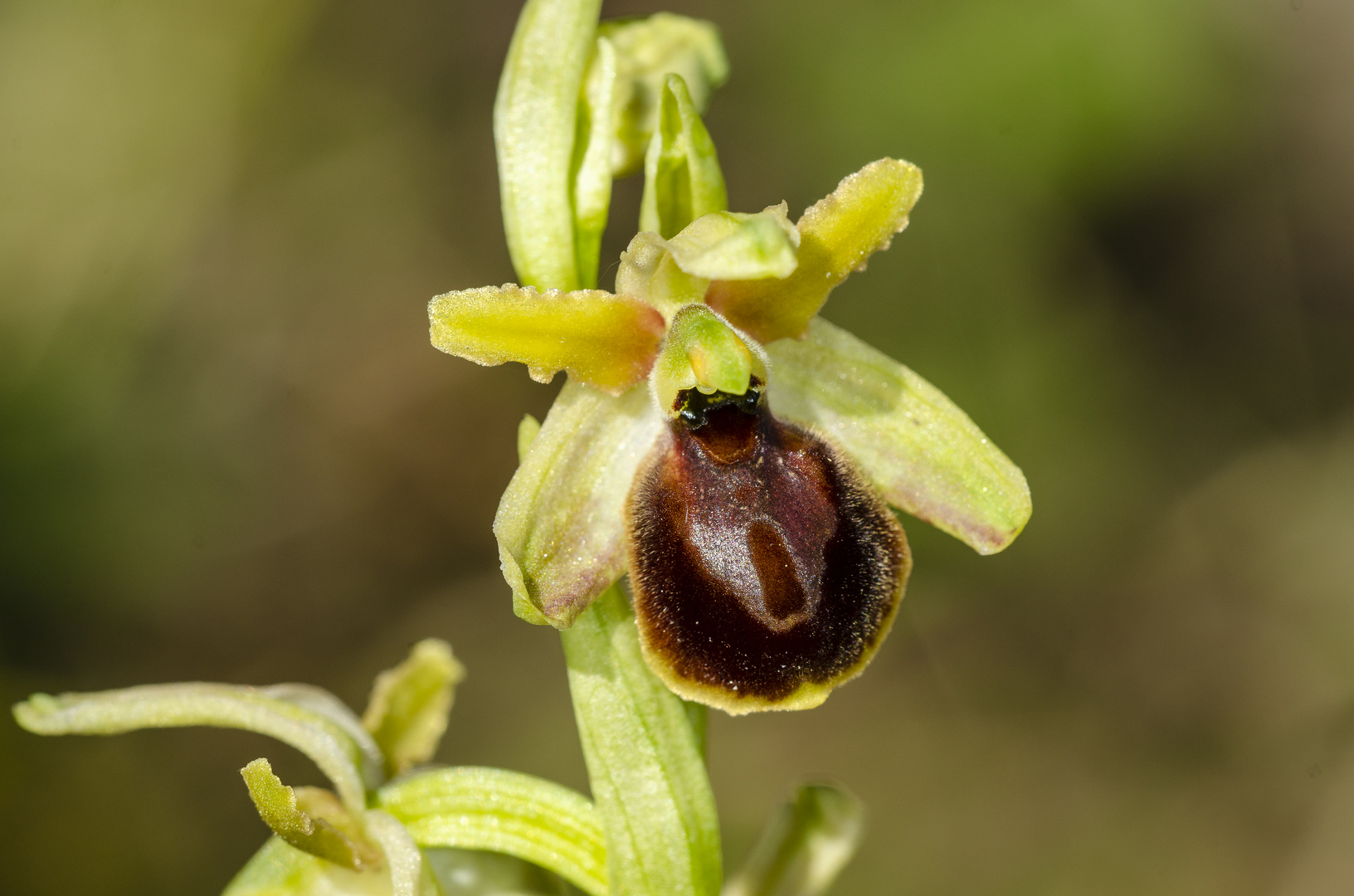 Hebes-Ragwurz (Ophrys hebes)