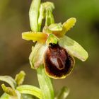 Hebes-Ragwurz (Ophrys hebes)