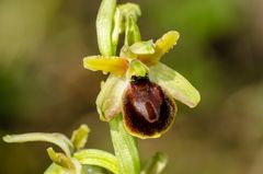 Hebes-Ragwurz (Ophrys hebes)