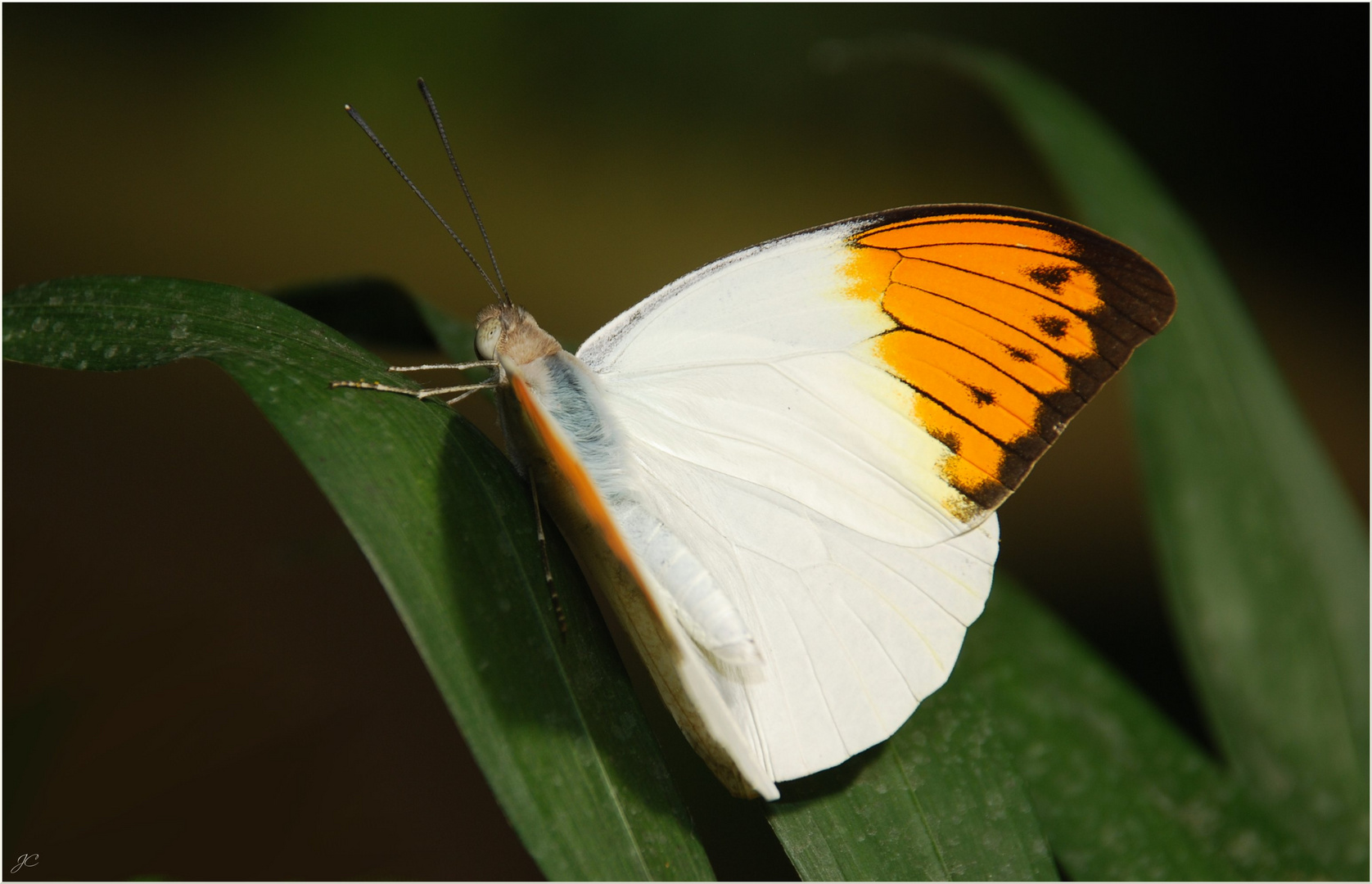 Hebomoia glaucippe