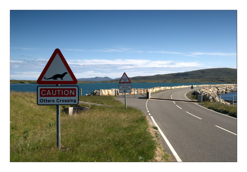 Hebridean Tour: Otters Crossing - Fischotter überqueren