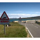 Hebridean Tour: Otters Crossing - Fischotter überqueren