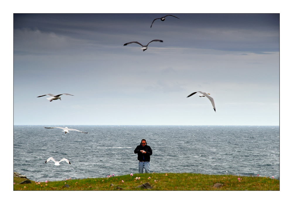 Hebridean Tour: Seagulls - Möwen