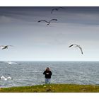 Hebridean Tour: Seagulls - Möwen