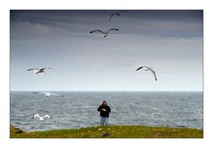 Hebridean Tour: Seagulls - Möwen