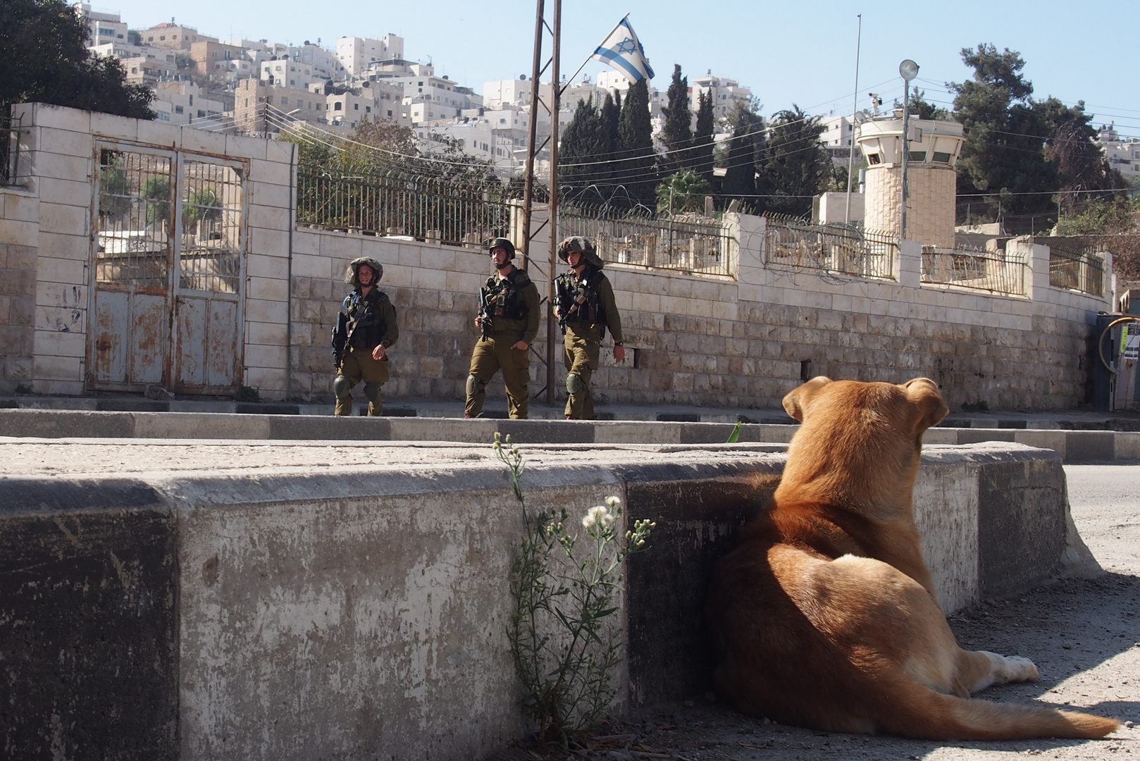 Hebron aus der Hundeperspektive