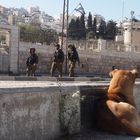 Hebron aus der Hundeperspektive