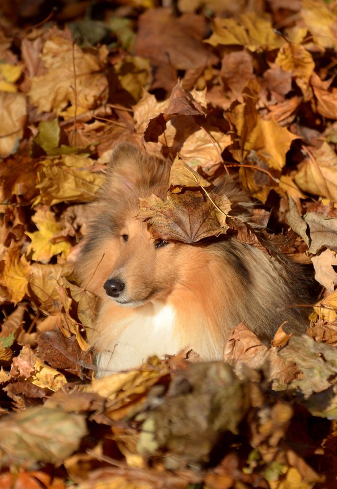 Hebst Sheltie 2013