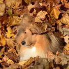 Hebst Sheltie 2013