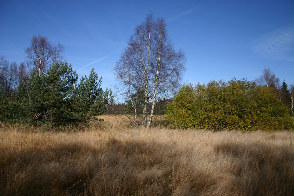 Hebstliche Farben im Schwarzen Moor