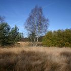 Hebstliche Farben im Schwarzen Moor