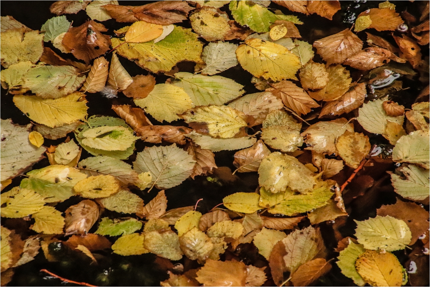 Hebstlicher Blattsalat