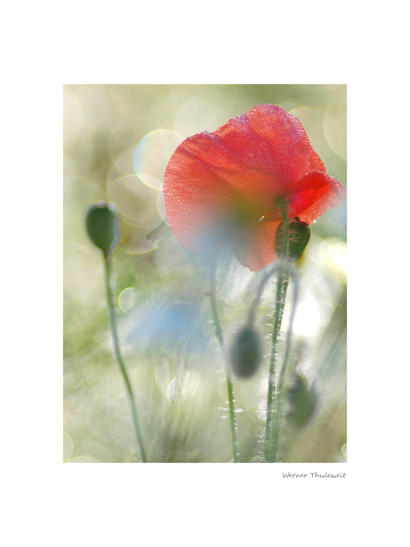 Hebstmorgenmohn