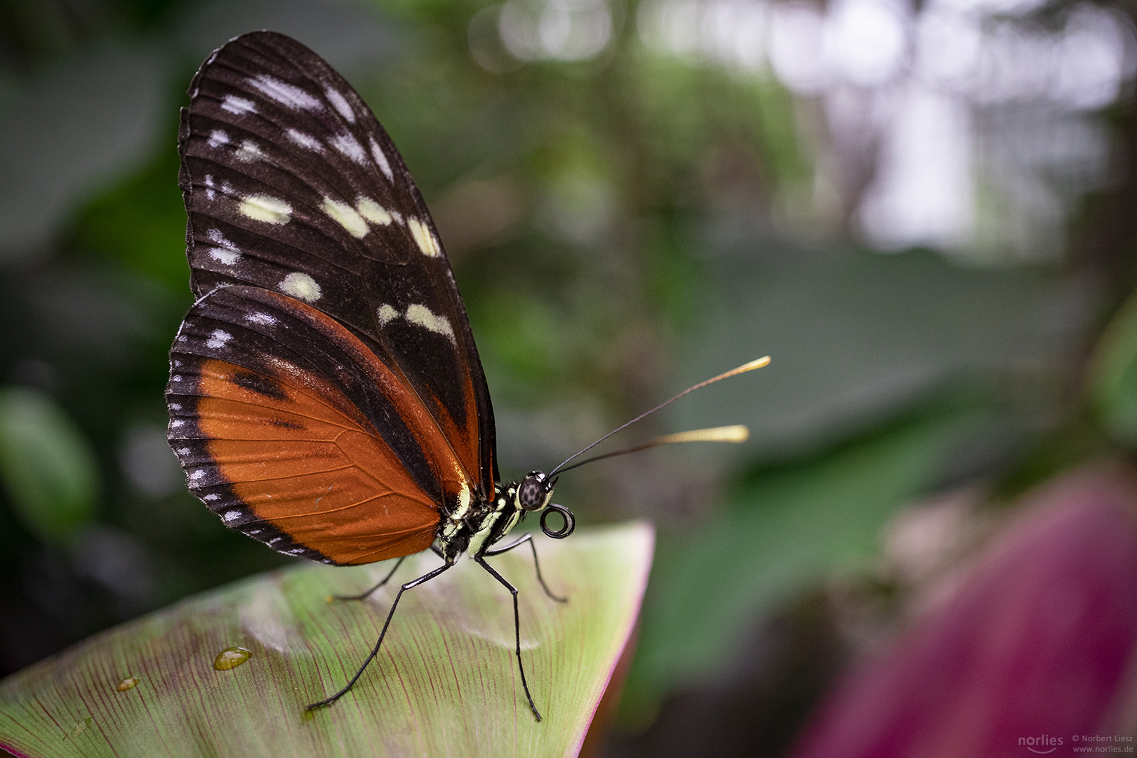 hecale on a leaf