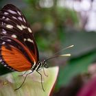 hecale on a leaf