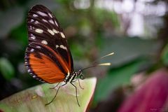 hecale on a leaf