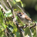 hechelnder feldsperling