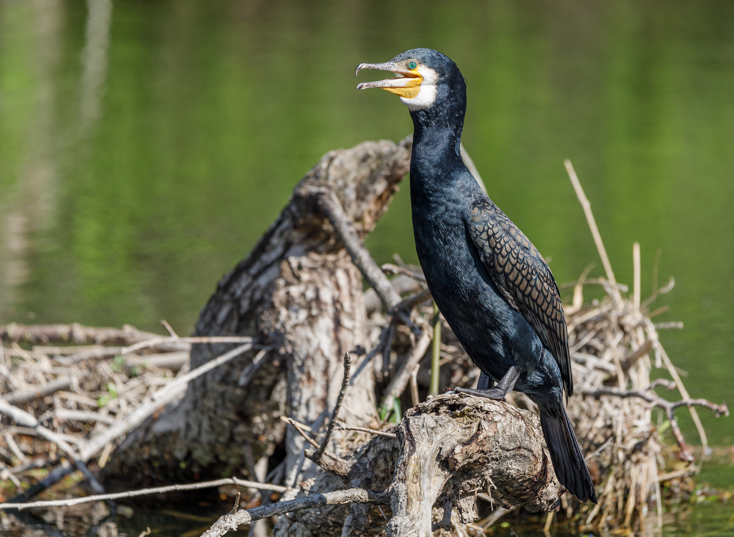 Hechelnder Kormoran