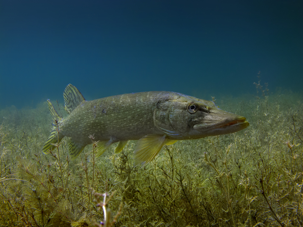 Hecht Foto & Bild | tiere, wildlife, fische Bilder auf fotocommunity