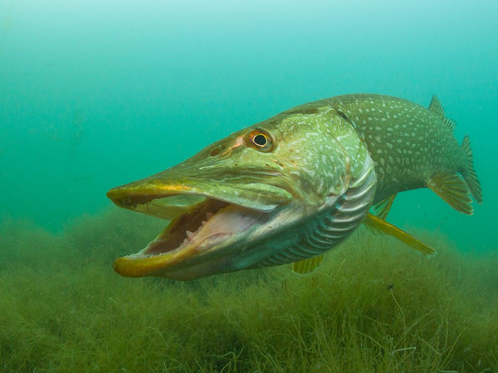 Hecht photo & image tiere, wildlife, fische images at photo community
