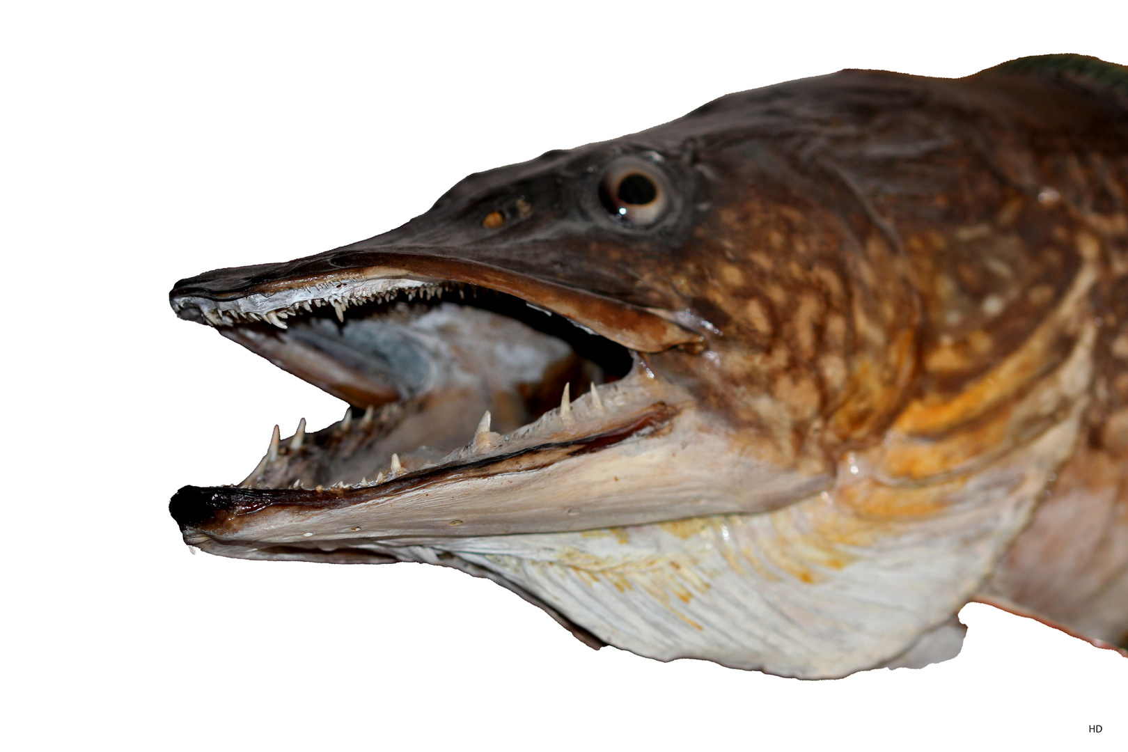 Hecht (Esox lucius)