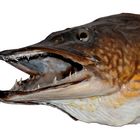 Hecht (Esox lucius)