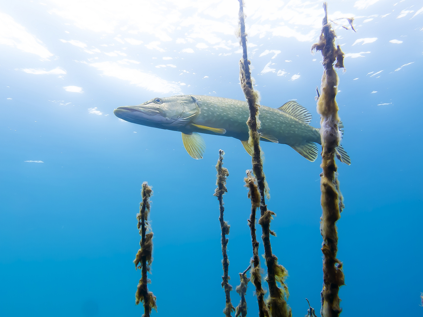 Hecht (Esox lucius) Foto & Bild tiere, wildlife, fische Bilder auf