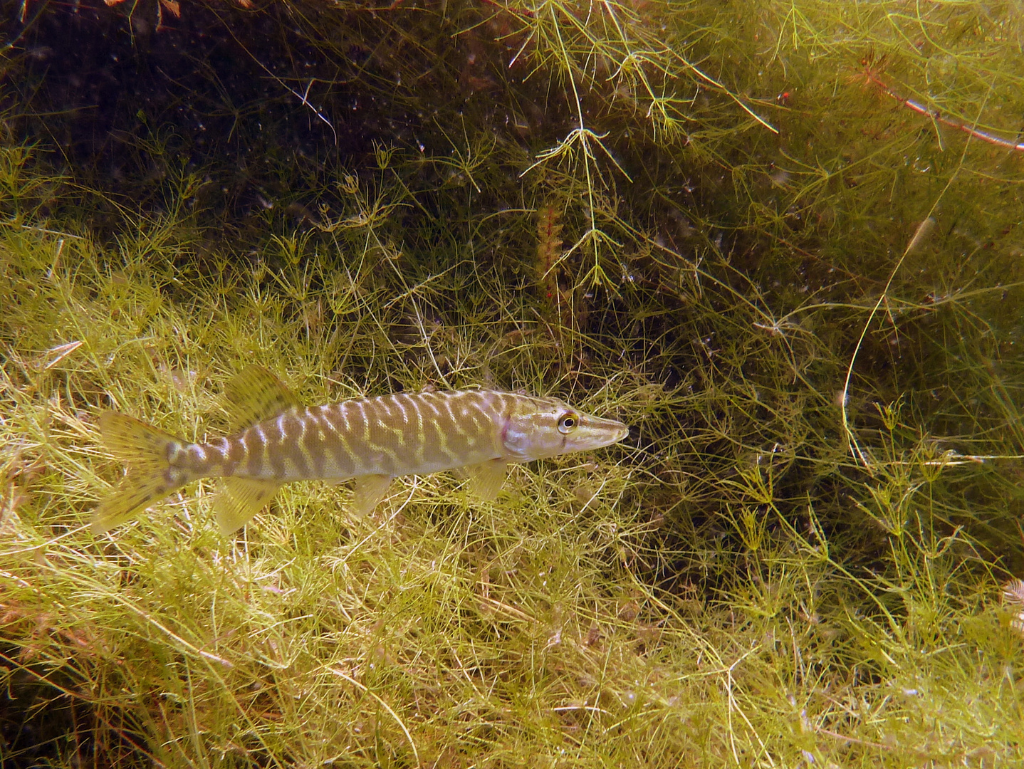 Hecht (Esox lucius) - Jungfisch