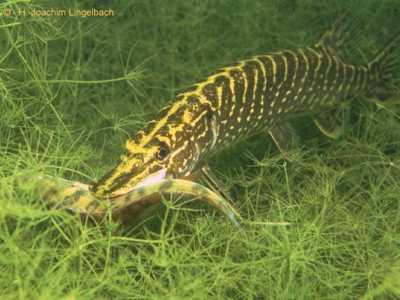 Hecht frißt Barsch im Kulkwitzer See, Leipzig