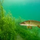 Hecht im Echinger Weiher