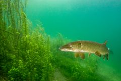 Hecht im Echinger Weiher