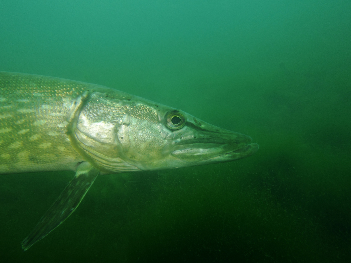 Hecht im Großen Krämersee