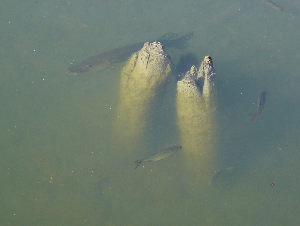 Hecht im Högelwörther See