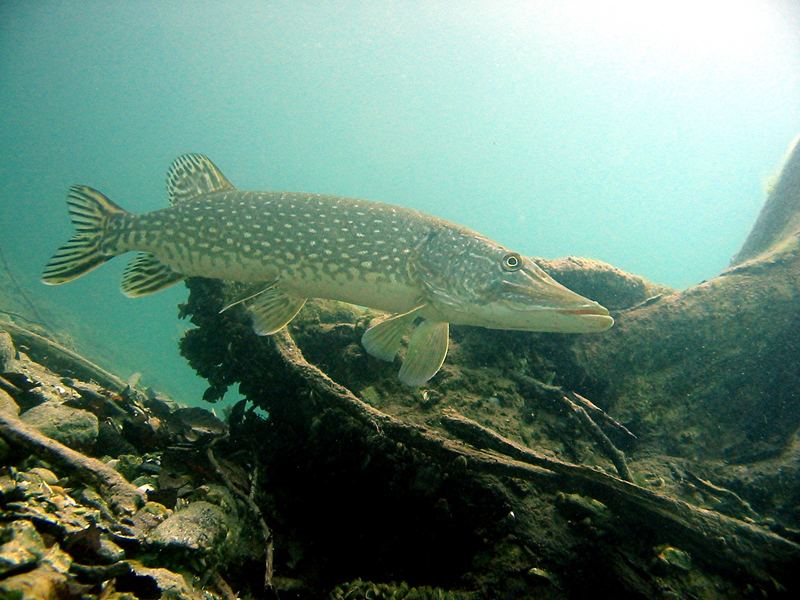 Hecht im Kärntner Klopeiner See