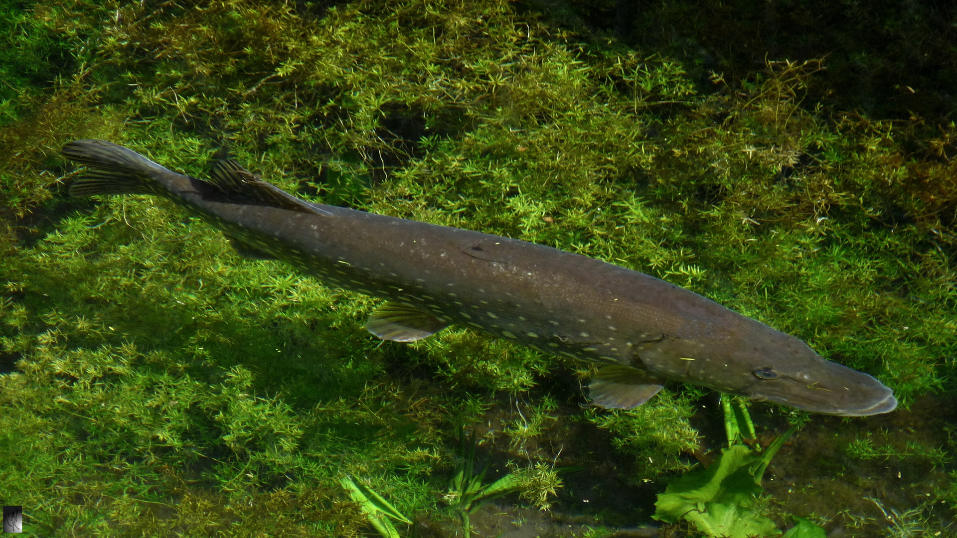 Hecht im Karpfenteich