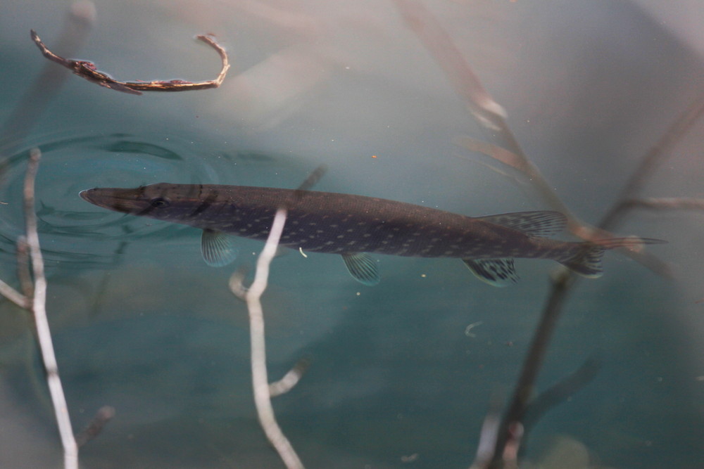 Hecht im Karpfenteich