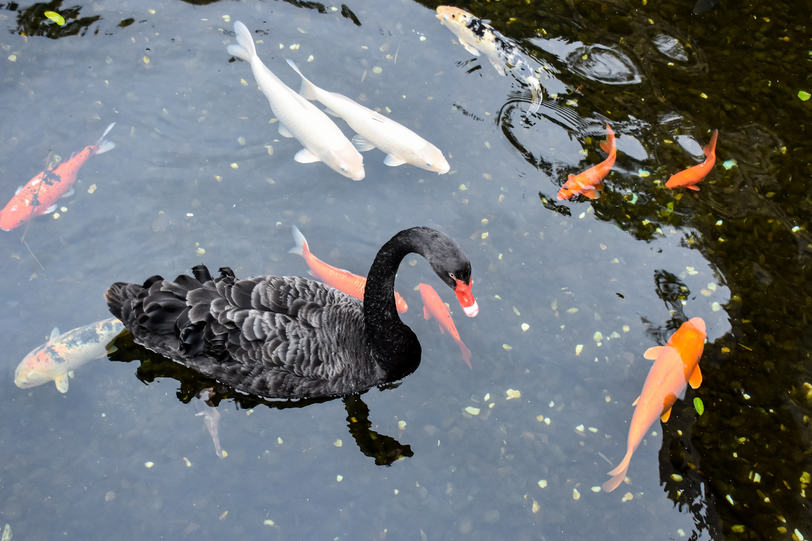 Hecht im Karpfenteich